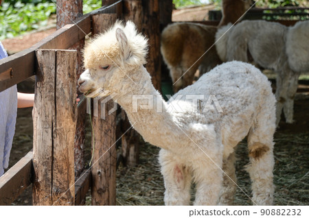 Alpaca eating food (Yatsugatake Alpaca Ranch) 90882232