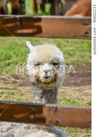 Alpaca (Yatsugatake Alpaca Ranch) 90882233