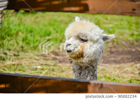 Alpaca (Yatsugatake Alpaca Ranch) Alpaca (Yatsugatake Alpaca Ranch) 90882234