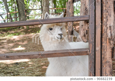 Alpaca (Yatsugatake Alpaca Ranch) 90882239