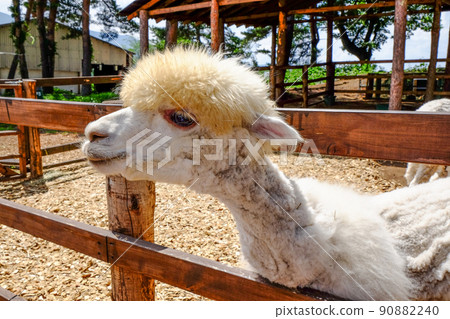 Alpaca begging for food (Yatsugatake Alpaca Ranch) 90882240