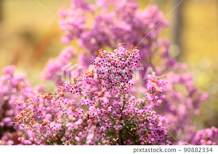 Erica's flower Erica's flower 90882334