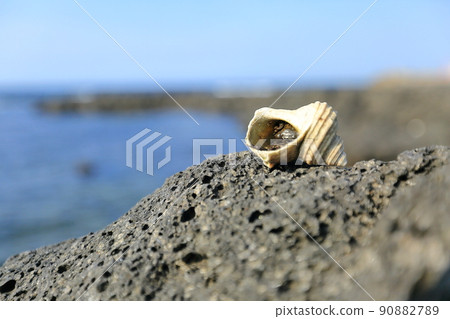 A crab hiding in a hermit shell that mimics a hermit crab A crab hiding in a hermit shell that mimics a hermit crab 90882789