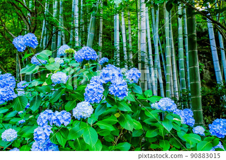 Blue hydrangea and bamboo grove Blue hydrangea and bamboo grove 90883015