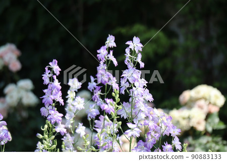 紫色和白色花瓣飛燕草花的風景 紫色和白色花瓣飛燕草花的風景 90883133