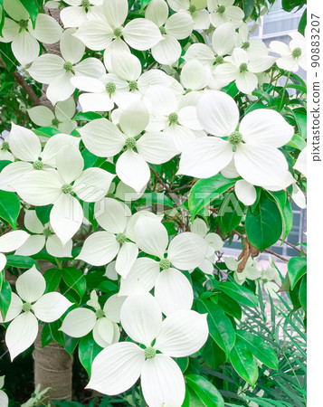 Kousa dogwood flowers blooming in the central building area of Ochanomizu, Tokyo Kousa dogwood flowers blooming in the central building area of Ochanomizu, Tokyo 90883207