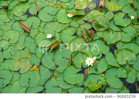 國立陸奧森林湖畔公園 安良木之池 白睡蓮 國立陸奧森林湖畔公園 安良木之池 白睡蓮 90883256