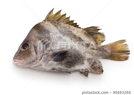 比毛索里代 90883268