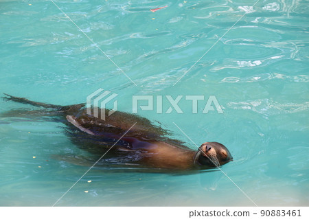 A view of a breeding pool with California sea lions swimming comfortably with their faces facing us 90883461