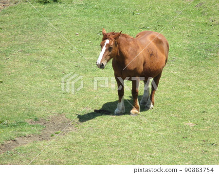 馬在阿蘇市阿蘇山壯麗的草原牧場放牧 90883754