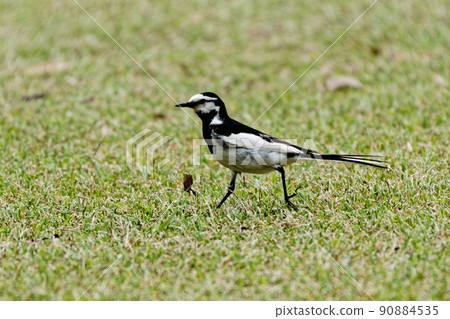 Sedentary bird Motacillidae Hakusekirei ♂ Adult bird Sedentary bird Motacillidae Hakusekirei ♂ Adult bird 90884535