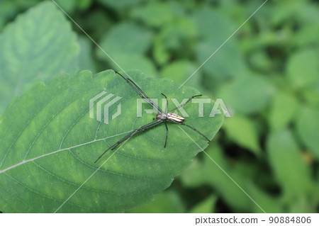 Long-legged spider Long-legged spider 90884806