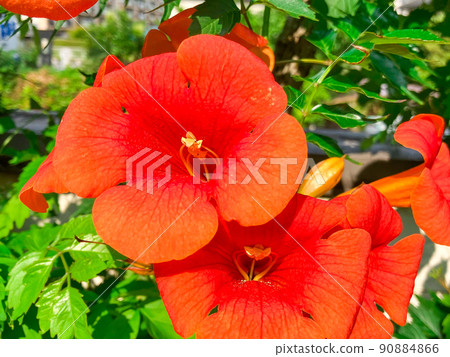 Gardening Chinese trumpet vine flower 90884866