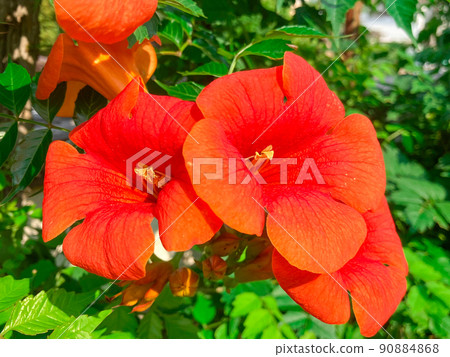 園藝中國喇叭藤花 90884868