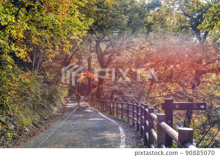 Yamanashi Prefecture Autumn leaves Shosenkyo 90885070