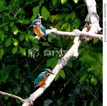 Kingfisher's brothers Kingfisher's brothers 90885080