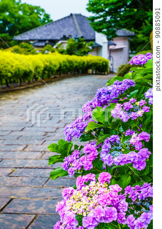 Glover Garden Rainy Day Hydrangea [Nagasaki City, Nagasaki Prefecture] 90885091