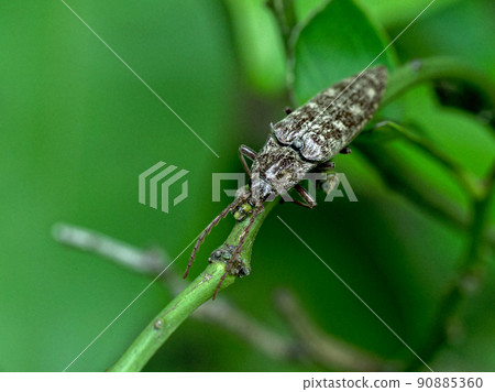 Friends of click beetle Friends of click beetle 90885360