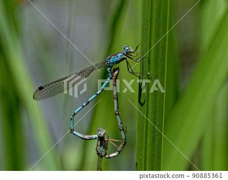 Mating of Hosomiotomembambo Mating of Hosomiotomembambo 90885361