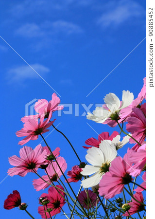 岡山北房大波斯菊節 90885452