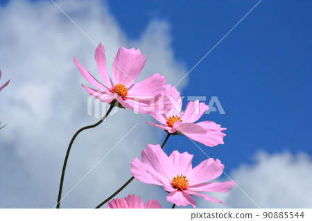 Okayama Kitafusa Cosmos Festival Okayama Kitafusa Cosmos Festival 90885544