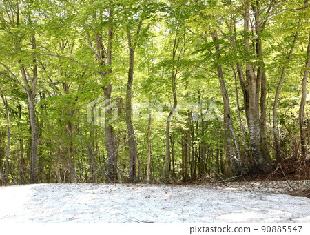 Gassan snow and beech fresh green Gassan snow and beech fresh green 90885547