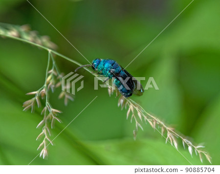 Stilbum cyanurum, a parasitic wasp with metallic luster Stilbum cyanurum, a parasitic wasp with metallic luster 90885704