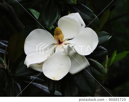 Magnolia magnolia Giant flowered magnolia 90885720