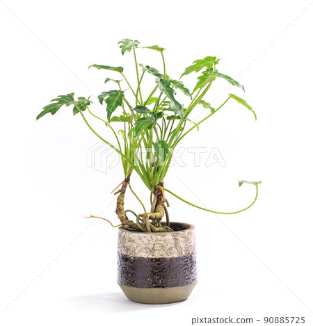 Potted foliage plant, Philodendron Kukkabara [white background] 90885725