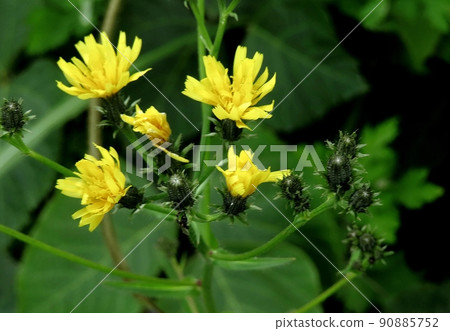 Kouzorina Kouzorina 90885752