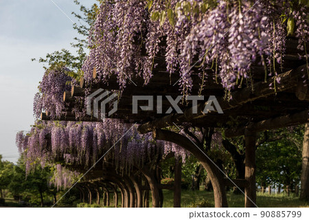 Fuji of Matsuto Green Park Fuji of Matsuto Green Park 90885799