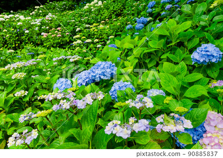 Kasakura Hase Temple的Ajisai Kasakura Hase Temple的Ajisai 90885837
