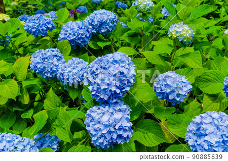 Kasakura Hase Temple的Ajisai Kasakura Hase Temple的Ajisai 90885839
