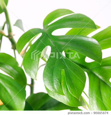 Ornamental plant, Himme Monstera leaves [white background] 90885874