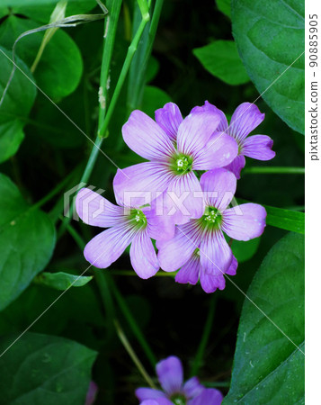 Murasaki Kabaki 90885905