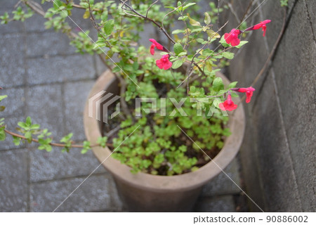 Rainy season plant 2 90886002