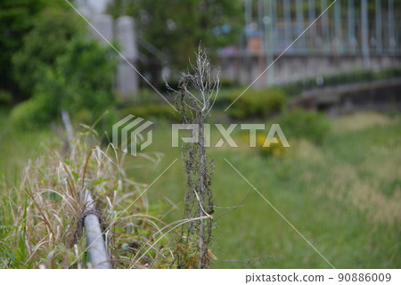 Kurome River Higashikurume City Spring 2 90886009