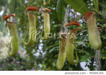 Carnivorous plant Nepenthes hanging in the greenhouse of the botanical garden 90886168