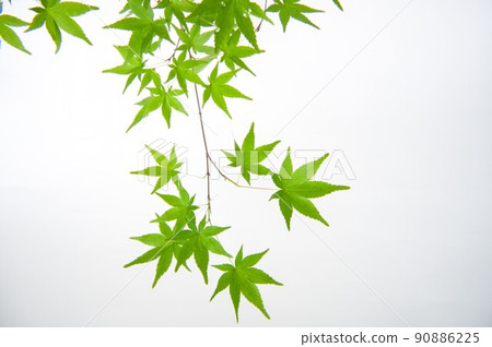 Summer maple leaf up 90886225