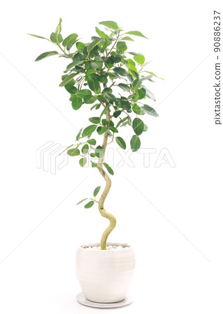 孟加拉榕的盆栽,據說是觀葉植物,也是滿足你願望的樹【白底】 孟加拉榕的盆栽,據說是觀葉植物,也是滿足你願望的樹【白底】 90886237