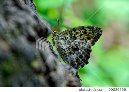 Sap foraging of Nymphalidae Satokimadarahikage Sap foraging of Nymphalidae Satokimadarahikage 90886266