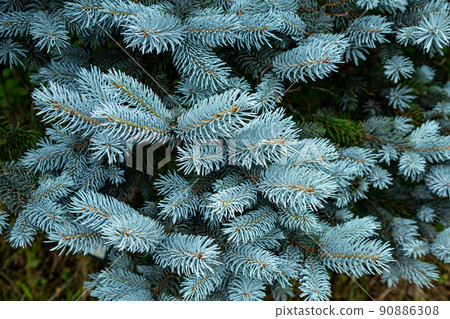 藍色雲杉的美麗尖淺藍色葉子 藍色雲杉的美麗尖淺藍色葉子 90886308