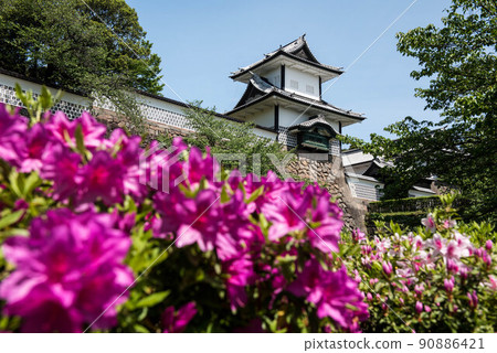 Kanazawa Castle Park where azaleas are in full bloom 90886421