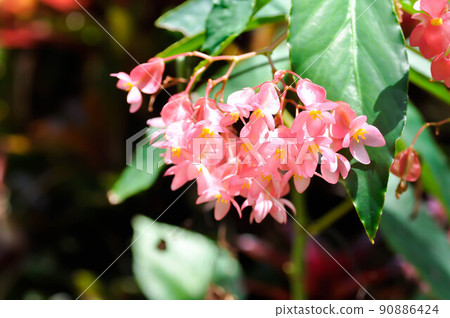 Begonia or pink flower begonia Begonia or pink flower begonia 90886424