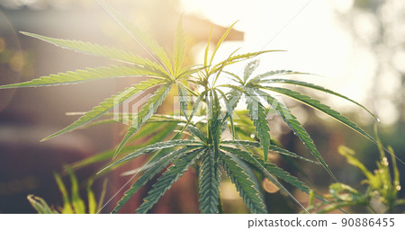 Green Marijuana tree cannabis plant narcotic herbal in greenhouse. Hemp leaf made cannabis crude oil medicine farm on sun light. CBC, THC herb agriculture Weed leaf Drug, medicine healthcare concept Green Marijuana tree cannabis plant narcotic herbal in greenhouse. Hemp leaf made cannabis crude oil medicine farm on sun light. CBC, THC herb agriculture Weed leaf Drug, medicine healthcare concept 90886455