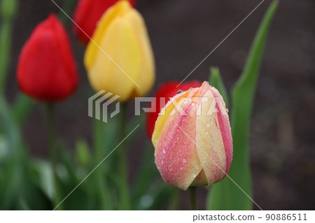 晨露和郁金香 90886511