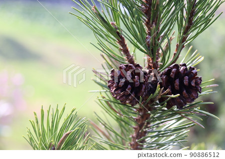 Niwayama森林自然公園的松果 90886512