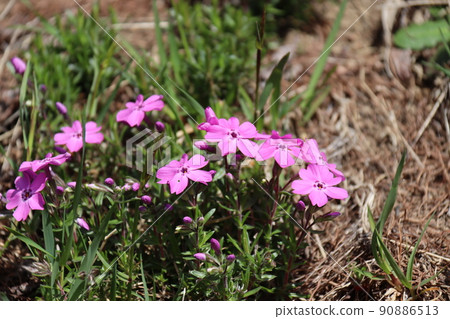 Niwayama森林自然公園的苔蘚福祿考 Niwayama森林自然公園的苔蘚福祿考 90886513