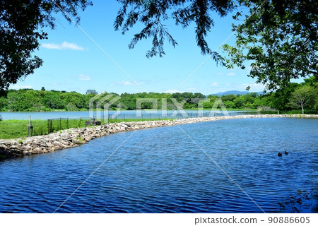 Wild bird oasis Koyaike Park 90886605