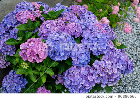 Beautiful hydrangea flowers in the garden that bloom in early summer 90886663